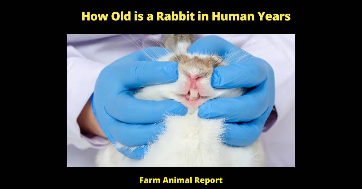 How Old is a Rabbit in Human Years - Though your weather-beaten, retired farmer neighbor might tell you that his rule of thumb for calculating a rabbit's age in human years is "six to one," there's a bit more to it than that. In order to accurately calculate a rabbit's age in human years, you need to take into account the different maturity rates between rabbits and humans. For example, a one-year-old rabbit is roughly equivalent to a nine-year-old human child, while a five-year-old rabbit is more like a 35-year-old human adult. Of course, this is just a general guideline - the actual age of a rabbit in human years will vary depending on the individual animal's health and genetics. However, using the six-to-one rule can give you a good starting point when trying to figure out how old your furry friend really is.
rabbit years to human years
rabbit age in human years
how many rabbit years is one human year
rabbit to human years
rabbit years to human
how many rabbit years to human years
how to tell how old a rabbit is
how to tell the age of a rabbit
how can you tell how old a rabbit is
rabbit age chart
how to tell how old your rabbit is
rabbit cage size calculator
how do you tell how old a rabbit is
how to tell age of rabbit
how can you tell the age of a rabbit
how to tell rabbit age
how old is the oldest rabbit
rabbit age size chart
