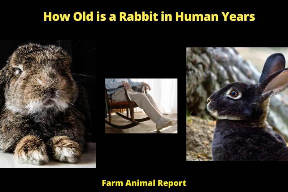 How Old is a Rabbit in Human Years -Rabbits have been domesticated for centuries, and they remain a popular pet today. One of the reasons for their popularity is that rabbits have a relatively long lifespan, with some rabbits living for 10 years or more. However, this can make it difficult to determine how old a rabbit is in human years. A helpful way to calculate a rabbit's age is by using a Rabbit Age Chart. This chart takes into account the different rates of aging for rabbits and provides an accurate estimate of a rabbit's age in human years. For example, a 1-year-old rabbit is approximately equivalent to a 6-year-old human child, while a 5-year-old rabbit is equivalent to a 30-year-old human adult. By using a Rabbit Age Chart, you can get a better sense of how old your rabbit is in human years and what type of care they will need as they continue to age.