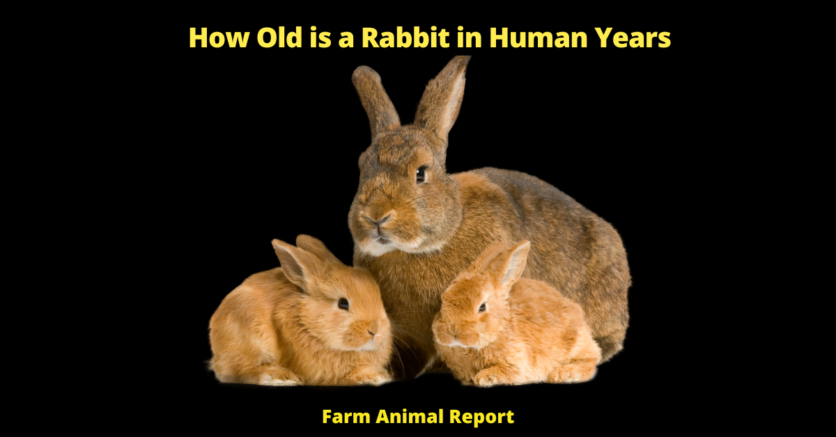 How Old is a Rabbit in Human Years - Rabbits have been domesticated for centuries, and they remain a popular pet today. One of the reasons for their popularity is that rabbits have a relatively long lifespan, with some rabbits living for 10 years or more. However, this can make it difficult to determine how old a rabbit is in human years. A helpful way to calculate a rabbit's age is by using a Rabbit Age Chart. This chart takes into account the different rates of aging for rabbits and provides an accurate estimate of a rabbit's age in human years. For example, a 1-year-old rabbit is approximately equivalent to a 6-year-old human child, while a 5-year-old rabbit is equivalent to a 30-year-old human adult. By using a Rabbit Age Chart, you can get a better sense of how old your rabbit is in human years and what type of care they will need as they continue to age.
rabbit years to human years
rabbit age in human years
how many rabbit years is one human year
rabbit to human years
rabbit years to human
how many rabbit years to human years
how to tell how old a rabbit is
how to tell the age of a rabbit
how can you tell how old a rabbit is
rabbit age chart
how to tell how old your rabbit is
rabbit cage size calculator
how do you tell how old a rabbit is
how to tell age of rabbit
how can you tell the age of a rabbit
how to tell rabbit age
how old is the oldest rabbit
rabbit age size chart
