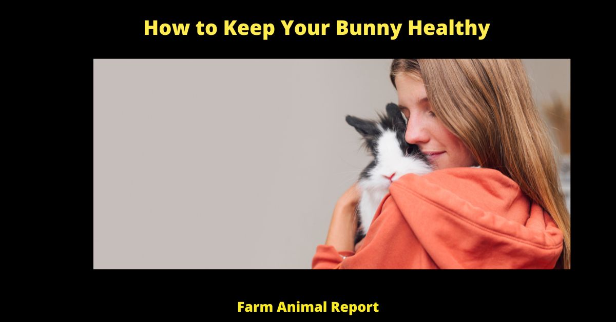 How to Keep a Bunny Healthy - 