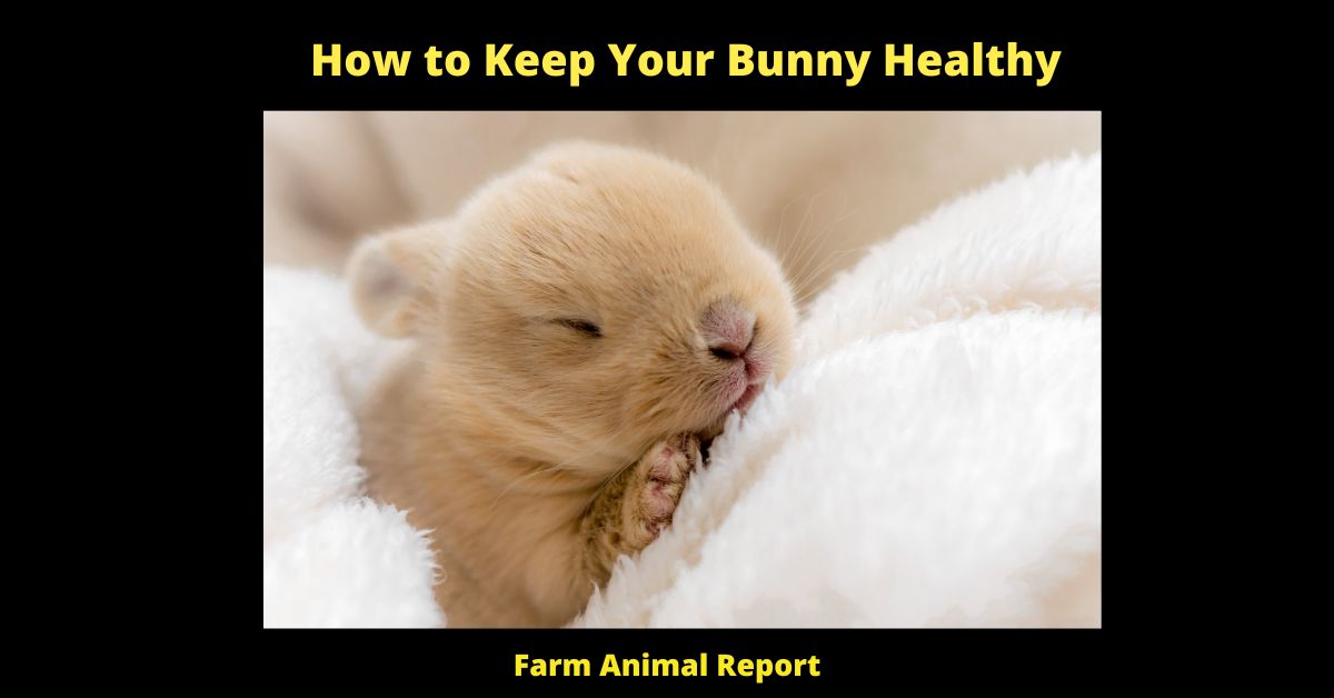 How to Keep a Bunny Healthy - 