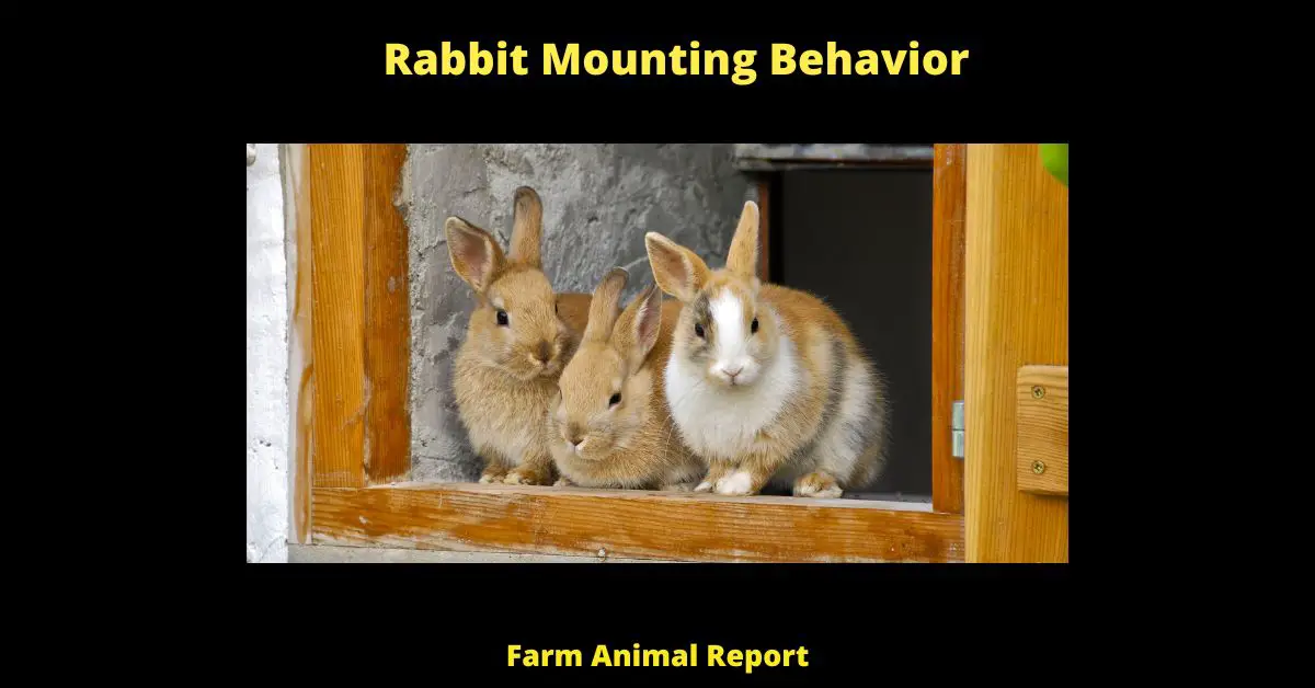 If you have ever raised rabbits, you have probably noticed that they sometimes like to mount each other. Although this behavior may seem strange, it is actually quite normal. Rabbits are natural ' guardians of their territory, and mounting is one way that they assert their dominance over other rabbits. Additionally, mounting provides a way for rabbits to release excess energy. If your rabbits are frequently engaging in this behavior, it is important to make sure that they have plenty of space to run around and plenty of toys to keep them amused. Otherwise, they may become bored and start to damage your furniture or walls.