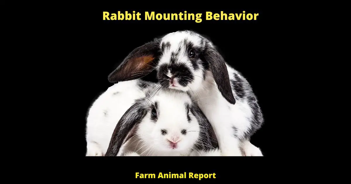Rabbits are mostly known for their docile and timid nature.  However, there are different types of rabbit mounting behaviors that can be observed in different scenarios. For example, two bucks (males) will often times mount each other when competing for dominance. The winner of the match will get to mate with more females and have his genes passed down more dominantly. On the other hand, a buck may mount a doe (female) in order to assert his dominance over her and show that he is the alpha rabbit. This behavior is most often seen when a buck is first introduced to a new group of does. Lastly, rabbits have also been known to mount inanimate objects such as toys or pieces of furniture. This is often seen in single rabbits who don't have another rabbit to mate or assert dominance over. In these cases, the rabbit is simply trying to fulfill its natural urges.