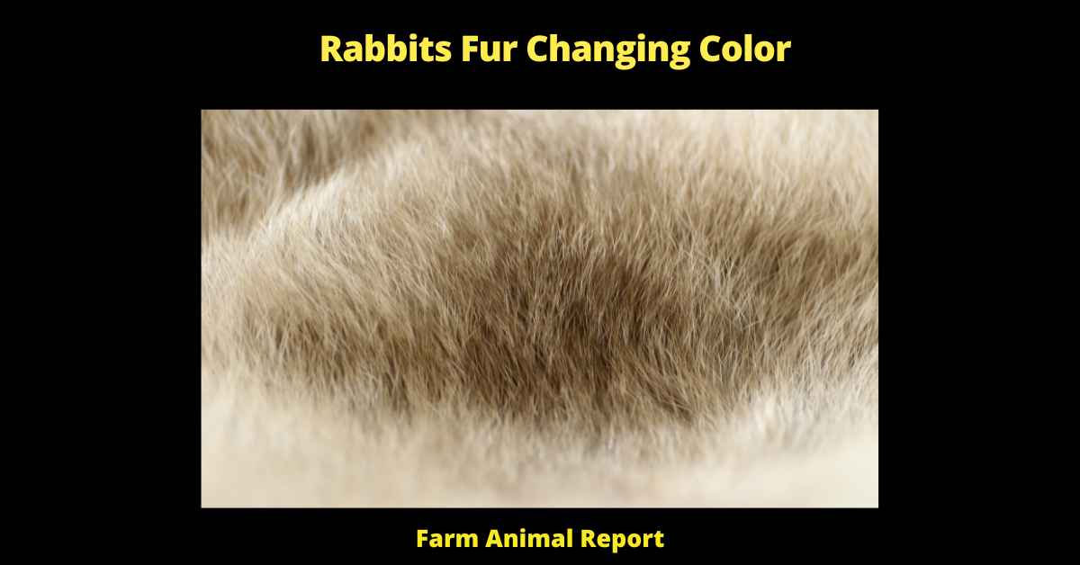 Rabbits Fur Changing Color - Rabbits' fur can change color for a variety of reasons. For example, rabbits that live in cold climates may develop white fur in winter to help them blend in with the snow and avoid predators. In contrast, rabbits that live in hot, dry climates may develop darker fur to absorb more heat and protect their skin from the sun. Finally, some rabbits may develop different-colored fur due to changes in their diet or health. For example, a rabbit that is not getting enough vitamins and minerals may develop patchy fur. Therefore, if you notice your rabbit's fur changing color, it is important to pay attention to other changes in its behavior and appearance as well. These can help you determine the cause of the change and how best to address it.