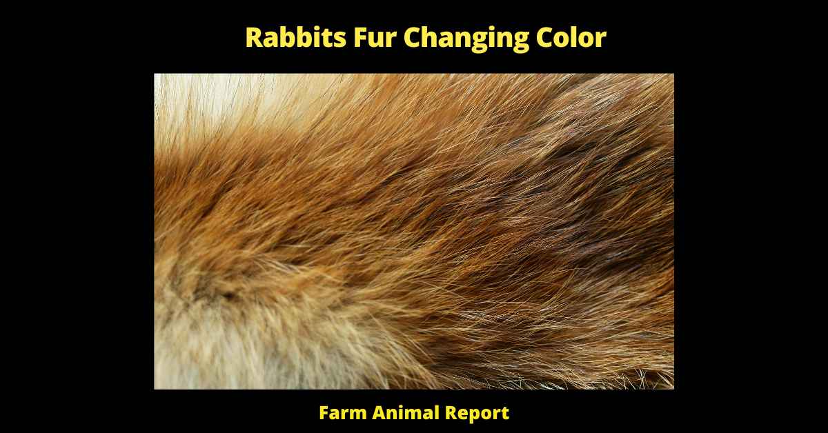 Rabbits Fur Changing Color - As any rabbit farmer knows, rabbits can come in a wide variety of colors and patterns. While some rabbits have fur that is a single color throughout their lives, others may experience a change in fur color as they mature. There are a few different reasons why this may happen. First, some rabbits are born with what is known as “ provisional coloring.” This means that their fur will change color as they get older and develop more pigment. Second, some rabbits will change color in response to the seasons. In the winter, for example, their fur may turn white in order to blend in with the snow. Finally, some rabbits will change color if they experience a stressful event, such as being moved to a new home or cage. While a change in fur color can be surprising, it is usually nothing to worry about.