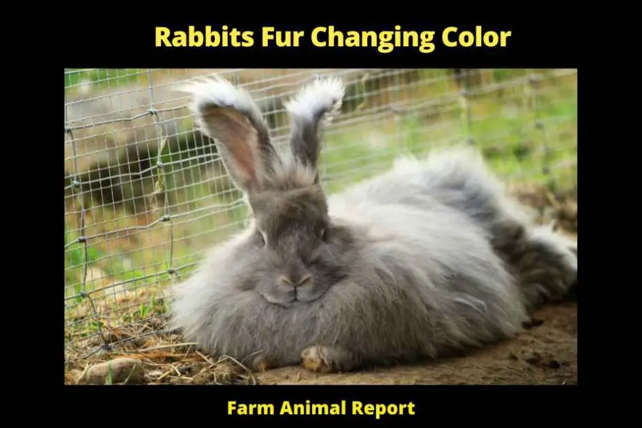 Rabbits Fur Changing Color -Rabbits are interesting creatures, and their fur can change color for a variety of reasons. Here are three of the most common reasons why rabbits' fur may change color: 1. Seasonal Changes: Just like some animals change their coat color to camouflage in different seasons, rabbits may also lighten or darken their fur to adapt to the changing temperature and light levels. In the winter, for example, a rabbit's fur may become darker to provide extra insulation against the cold. 2. Age: A young rabbit's fur will usually be lighter than an adult rabbit's fur. As a rabbit ages, its fur may gradually become darker as well. 3.illness: If a rabbit is sick or under stress, its fur may change color as well. For example, a rabbit with an infection may have patches of lighter or darker fur. If your rabbit's fur changes color suddenly or if it seems to be losing fur, it's best to take it to the vet for a check-up