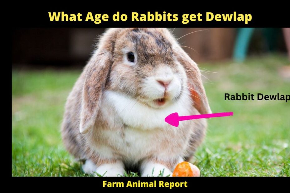 When does a rabbit Get a dewlap = It's hard to tell exactly when a rabbit will develop a dewlap. However, it's generally believed that rabbits reach their full adult size by around 4 to 6 months old. At this point, they may start to develop a dewlap, although it may not be fully visible until they're 12 months old or older. In general, larger breeds of rabbits are more likely to develop a pronounced dewlap than smaller breeds. However, there are exceptions to every rule, so it's best to ask your veterinarian if you're concerned about your rabbit's development. Whether or not your rabbit has a dewlap, it's important to provide plenty of fresh hay, vegetables, and water to ensure a long and healthy life