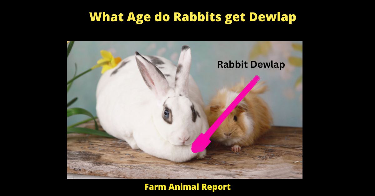 What Age do Rabbits get Dewlap | Rabbits | Rabbit Dewlap | PDF 1