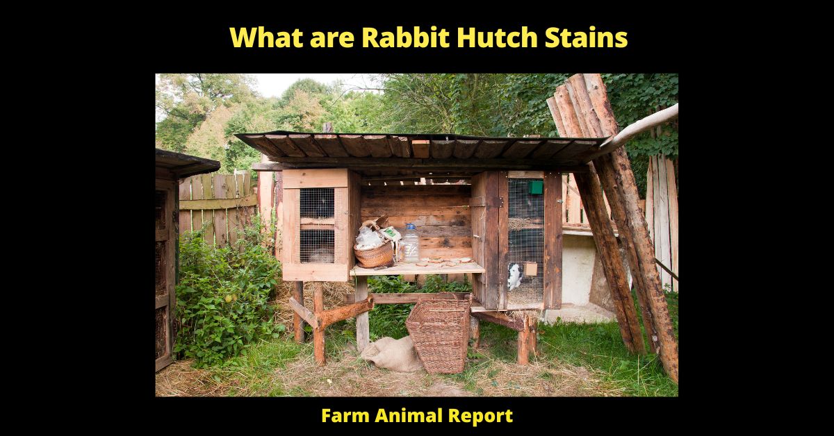 What are Rabbit Hutch Stains - 
