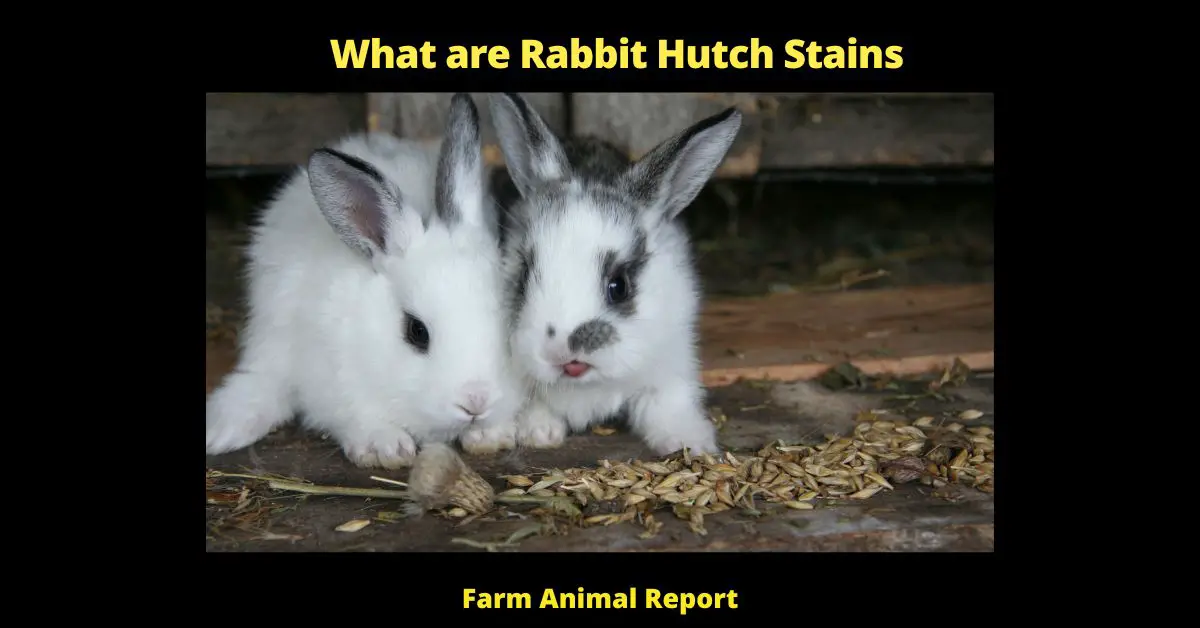 What are Rabbit Hutch Stains - 
