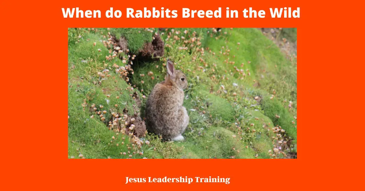 When do Rabbits Breed in the Wild - There are many factors that affect how much rabbits breed in the wild. The most important factor is the availability of food. If there is plenty of food available, rabbits will breed more often. Another important factor is the weather. If it is too hot or too cold, rabbits will breed less often. Additionally, rabbits will breed less often if they are under stress from predators or other threats. Finally, the amount of daylight also affects how often rabbits breed. In the winter, when there are fewer hours of daylight, rabbits will breed less often than in the summer. If you want to encourage rabbits to breed more often, you can try to provide them with plenty of food and a safe environment.