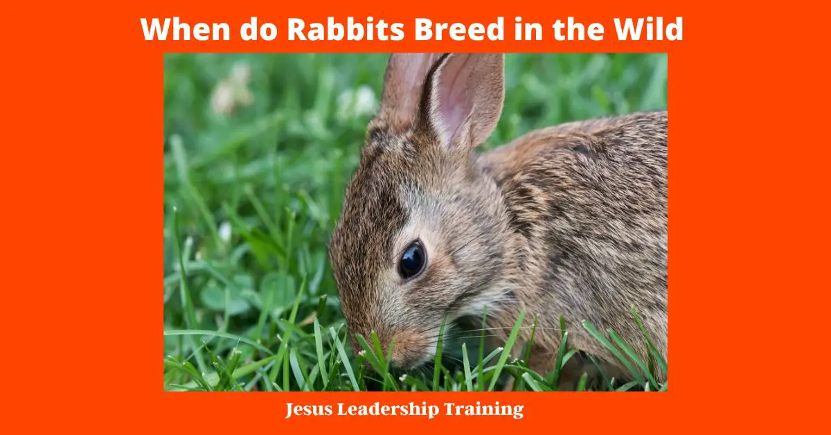 When do rabbits breed in the wild? It's a common question among those who raise rabbits. The answer, unfortunately, is not as straightforward as one might hope. There are a number of factors that can affect when rabbits breed in the wild, including the availability of food, the weather, and the amount of daylight. In general, however, rabbits tend to breed in the spring and early summer months. This is when there is an abundance of food available, and the weather is warm enough for newborns to survive. If you're hoping to breed rabbits in the wild, paying attention to these cues can help you increase your chances of success.