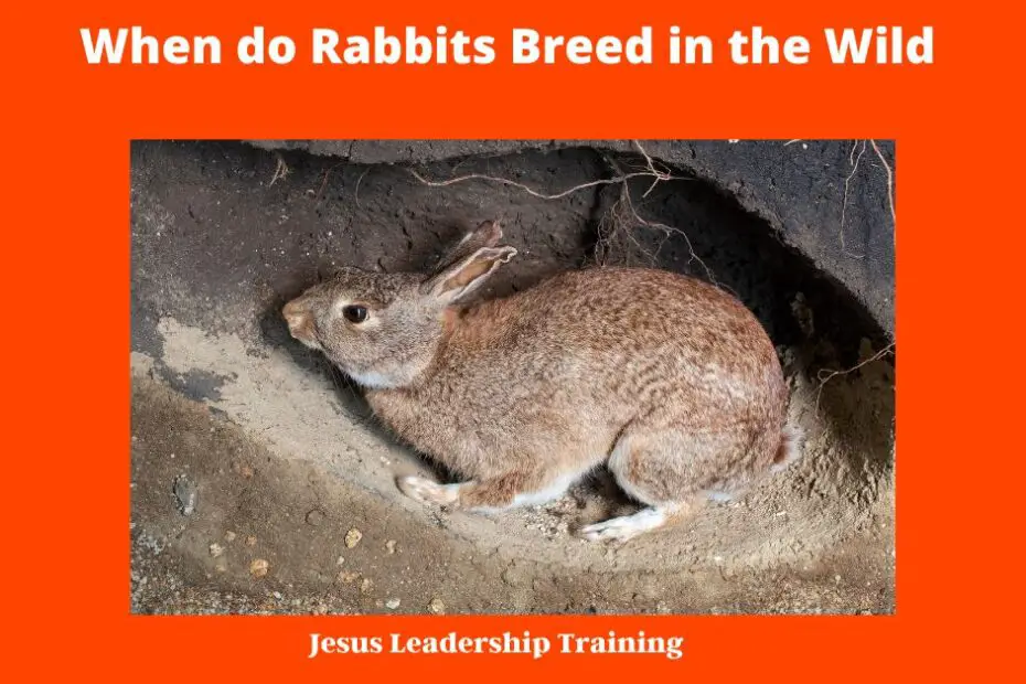 When do Rabbits Breed in the Wild - Rabbits are relatively easy to take care of and have become a popular pet over the years. If you're thinking of getting a rabbit, you may be wondering when they breed in the wild. Generally, rabbits will mate in the spring and fall. However, depending on the climate, they may mate year-round. The female rabbit will usually have a litter of four to eight kittens, though larger litters are not uncommon. The kittens are born blind and deaf and are completely dependent on their mother for food and warmth. After about eight weeks, they will be old enough to fend for themselves and will be ready to start breeding themselves.
