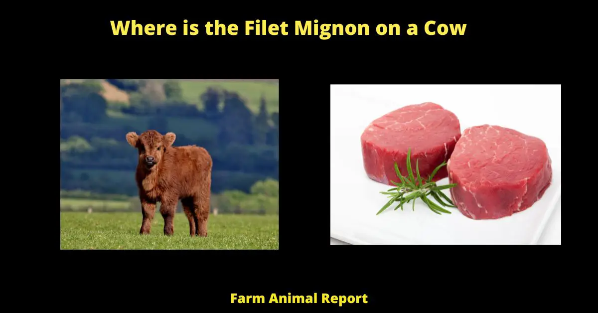 The filet mignon is located in the center of the cow's back, between the shoulder blades. It is a long, thin strip of meat that runs along the spine. The filet mignon is well-marbled, meaning it has a high fat content. This makes it a very tender piece of meat. The filet mignon is usually cut into steaks that are about 1-2 inches thick. When cooked properly, the filet mignon is one of the most tender and juicy cuts of beef.