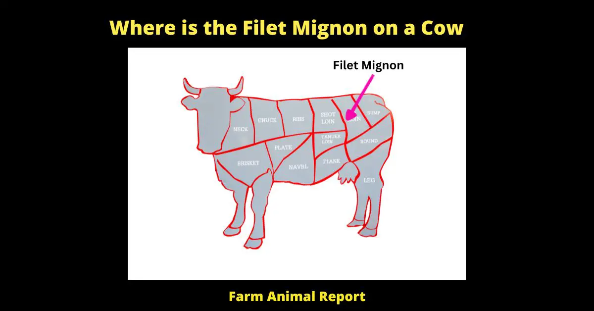 filet mignon cow