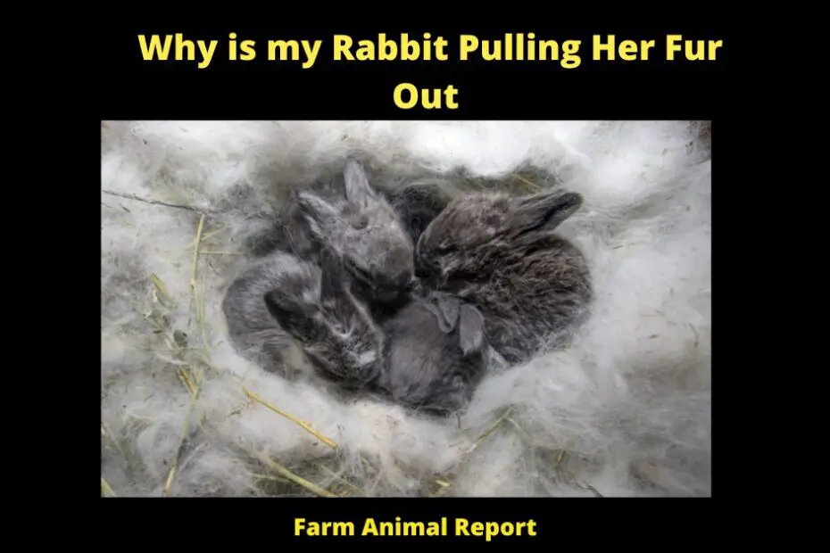 One of the most common reasons why rabbits pull their fur out is due to boredom. If a rabbit does not have enough space to run around or play, they may start to groom themselves excessively in order to pass the time. This can lead to them pulling out their fur, which can then result in bald patches. Another reason why rabbits may pull their fur out is due to stress. If a rabbit feels threatened or is anxious, they may start to self-groom as a way of dealing with their emotions. This can also cause them to pull out their fur, and may even lead to them ingesting it. Finally, rabbits may pull out their fur if they are suffering from a flea infestation. Fleas can cause intense irritation, leading rabbits to groom themselves obsessively in an attempt to relieve the itching. If your rabbit is pulling their fur out, it is important to take them to a vet in order to rule out any underlying medical conditions.