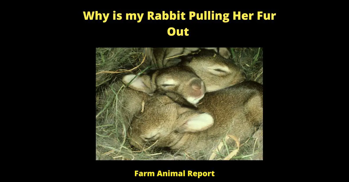 There are a few reasons why your rabbit may be pulling her fur out. One possibility is that she's simply bored and is looking for something to do. Rabbits are very active creatures, and if they don't have enough to keep them occupied, they can become restless and start chewing on their fur. Another possibility is that your rabbit is feeling anxious or stressed. This can be caused by a change in her environment, such as a new pet or baby in the house, or a move to a new home.If your rabbit is pulliing her fur out, it's important to take action to  prevent her from causing serious damage to her skin. You can provide her with more toys and stimulation, such as tunnels and chew toys. You can also try giving her a calming supplement to help reduce her stress levels. If the problem persists, it's best to consult with a veterinarian for further advice.