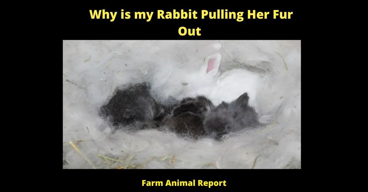 There are a few reasons why your rabbit may start pulling her fur out. One reason could be that she's grooming herself too much. Rabbits are very clean animals and they groom themselves often. However, if she's over-grooming, she may start to pull out her fur. This could be due to stress or boredom. Another reason could be that she has mites or fleas. These parasites can cause your rabbit a lot of discomfort, leading her to pull out her fur in an attempt to get rid of them. If you suspect that your rabbit has mites or fleas, take her to the vet for treatment. Finally, your rabbit may simply have a genetic disposition towards hair loss. If this is the case, there's not much you can do to prevent it. However, you can try to make her environment as stress-free as possible and provide her with plenty of toys and activities to keep her amused.
