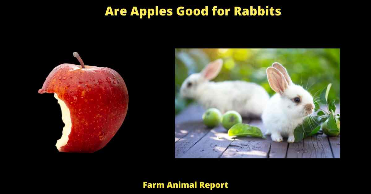 Are Apples Good for Rabbits