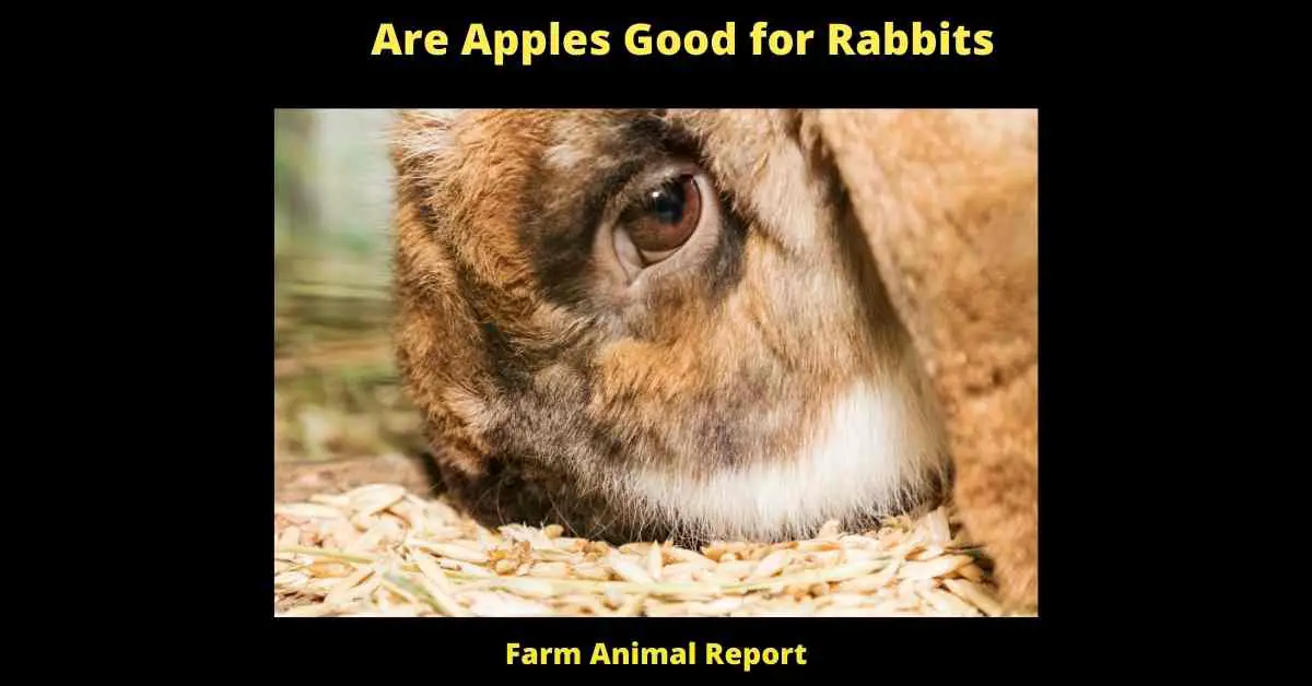 Are Apples Good for Rabbits