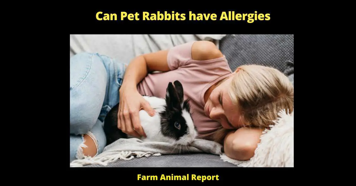 Can Pet Rabbits have Allergies Allergy Allergic Allergies Rabbits - 