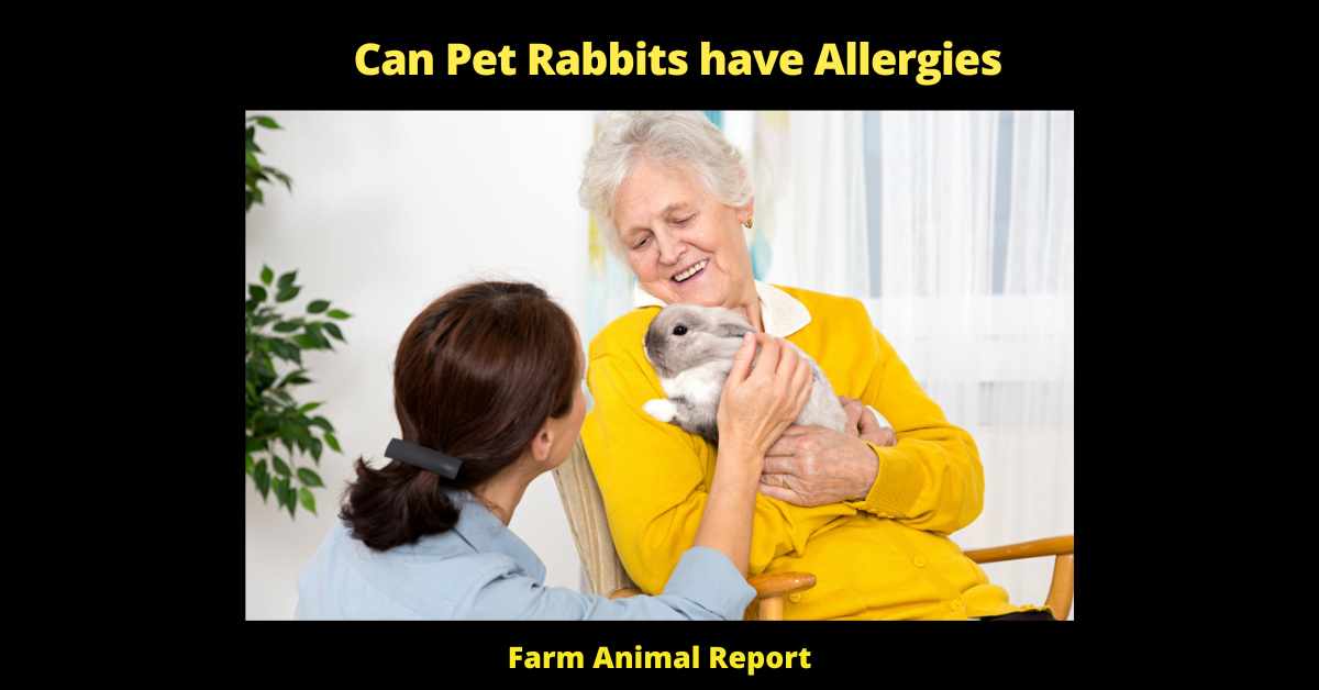 Can Pet Rabbits have Allergies Allergy Allergic Allergies Rabbits - 