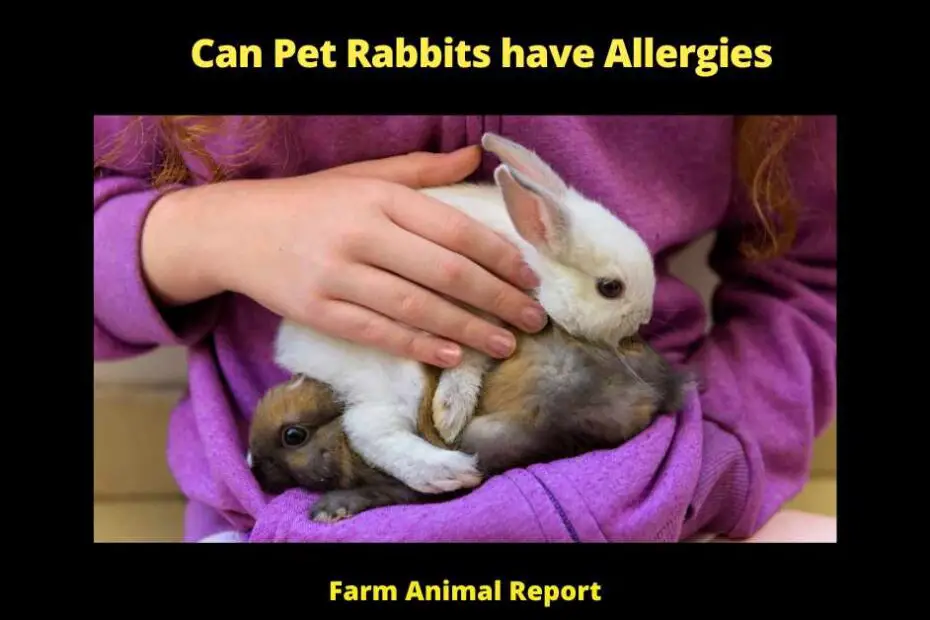 Can Pet Rabbits have Allergies Allergy Allergic Allergies Rabbits -