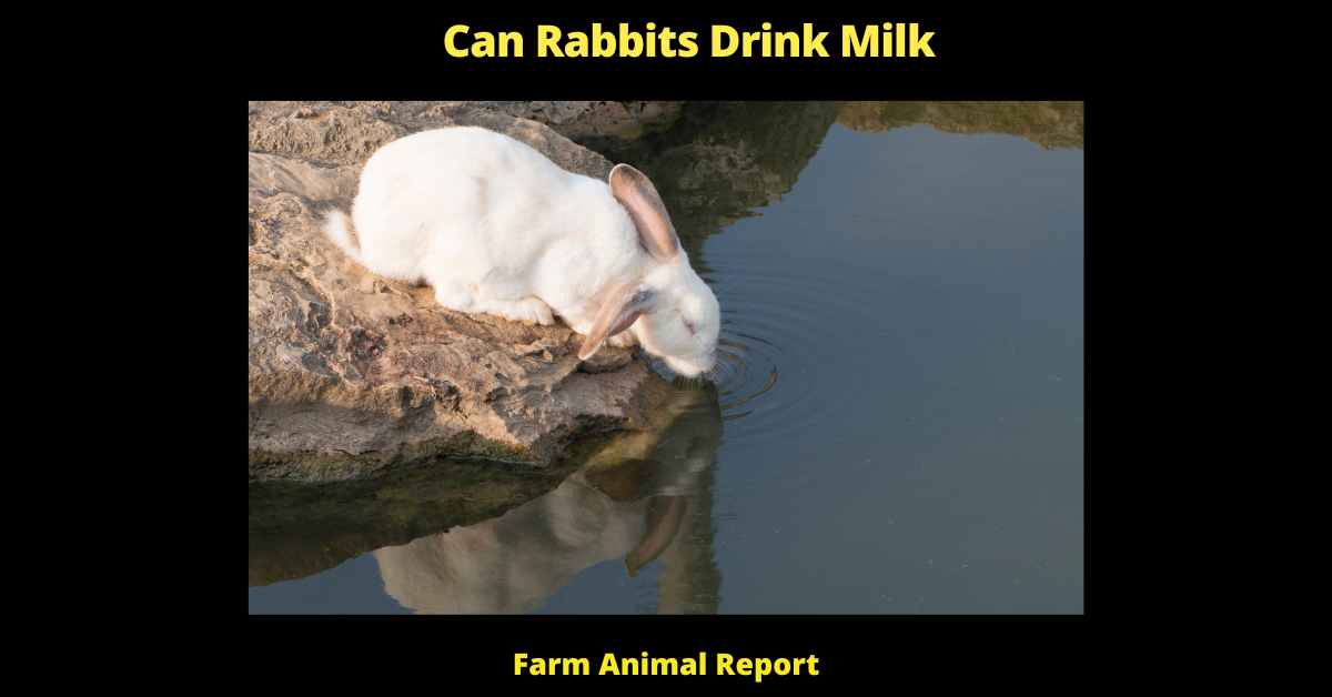 Can Rabbits Drink Milk - 