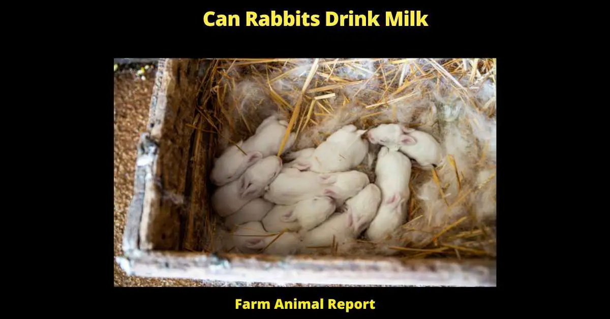 Can Rabbits Drink Milk - 