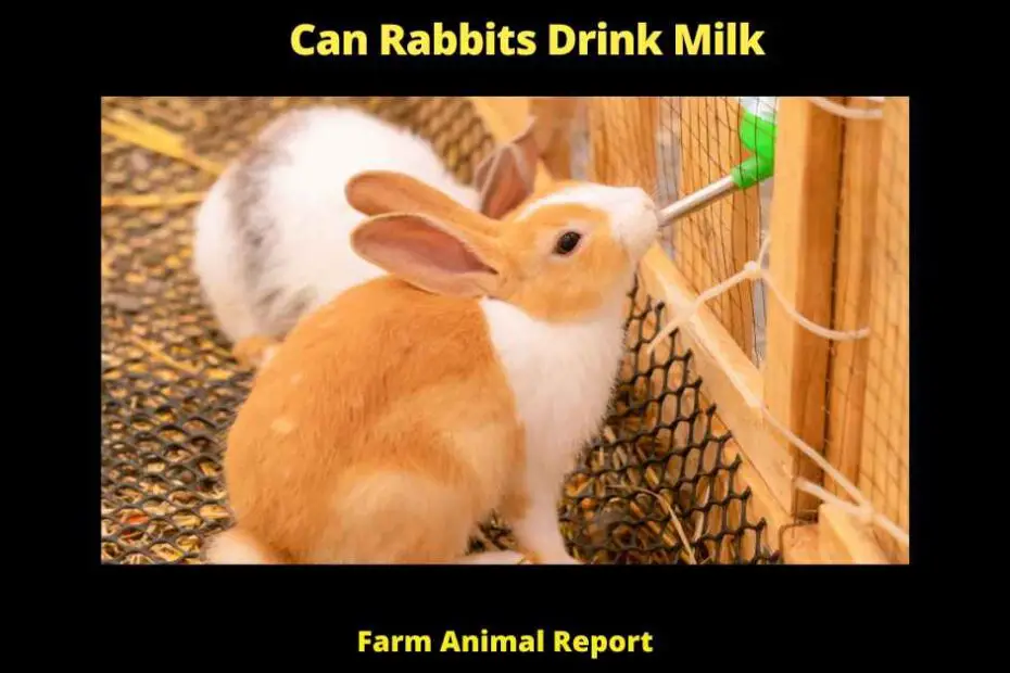 Can Rabbits Drink Milk -