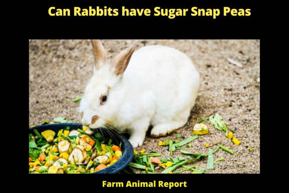 Can Rabbits have Sugar Snap Peas