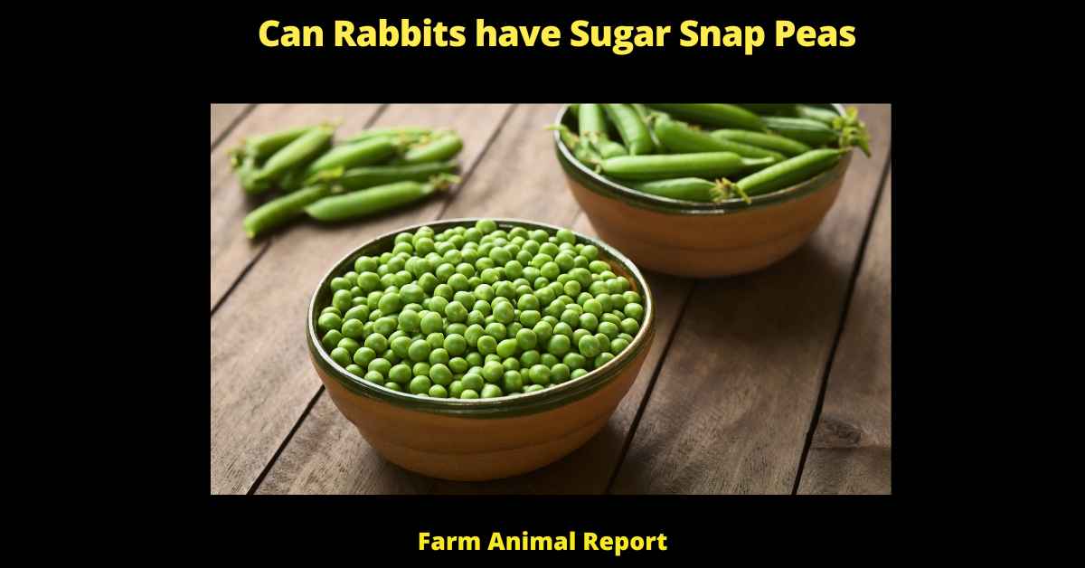 Can Rabbits have Sugar Snap Peas