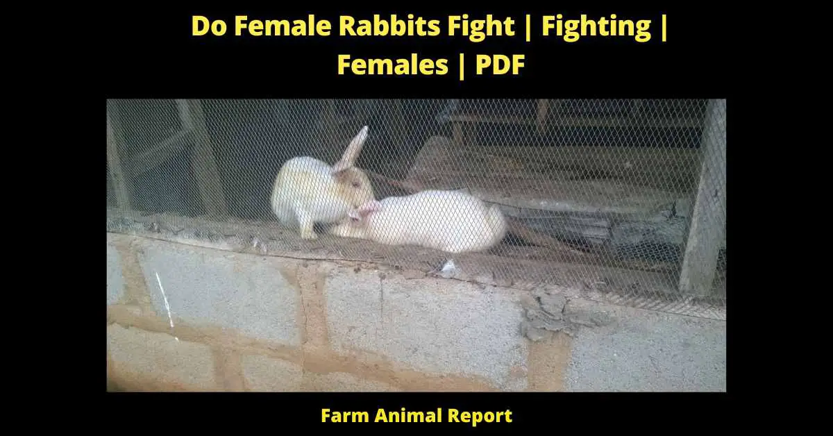 Do Female Rabbits Fight - 