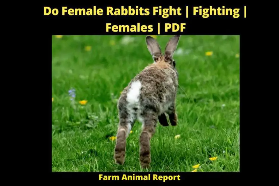 Do Female Rabbits Fight -
