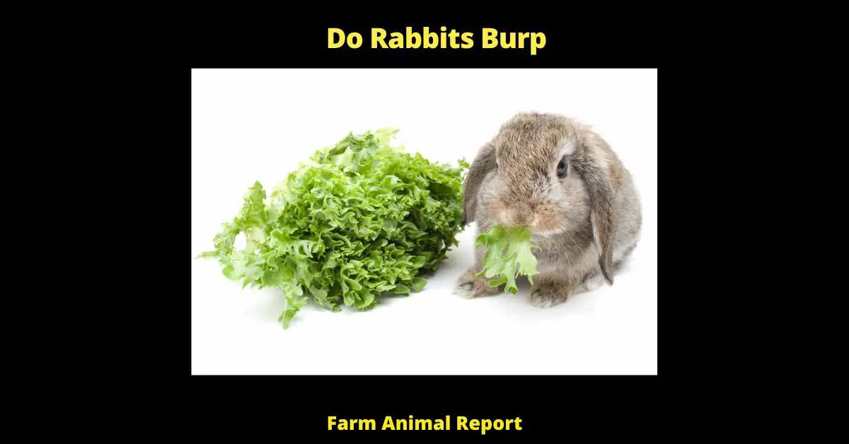 Do Rabbits Burp - As any pet owner knows, rabbits are lovable creatures that make great companions. They are also very efficient eaters, able to extract all the nutrients they need from their food. However, there is one thing that rabbits cannot do: burp. This may seem like a small thing, but it actually has a big impact on their health. Here's why: when we burp, we release gas that has built up in our stomachs. This gas can contain harmful bacteria that can cause disease. rabbits cannot burp, so this gas stays in their stomachs where it can lead to digestive problems. In severe cases, it can even be deadly.So if you're considering adding a rabbit to your family, be sure to provide them with plenty of fresh hay and vegetables to keep them healthy and happy. And if you ever have the urge to burp in their presence, please resist!
