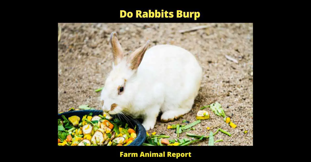 Do Rabbits Burp - Many people think that rabbits cannot burp because they are rodents. While it is true that rabbits are rodents, this is not the main reason why they cannot burp. The primary physical reason why rabbits cannot burp is because they lack a diaphragm. The diaphragm is a muscular wall that separates the chest cavity from the abdominal cavity. It allows animals to exhale and inhale by contracting and relaxing. Without a diaphragm, rabbits cannot exhale properly, which prevents them from being able to burp. There are a few other physical reasons why rabbits cannot burp, but the lack of a diaphragm is the most significant. Understanding why rabbits cannot burp can help people to better care for these animals.