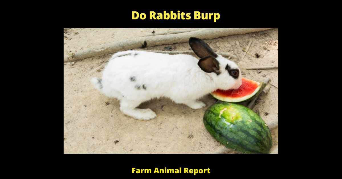 Do Rabbits Burp - Rabbits are strictly herbivores which means that their diet consists of plant matter only. This is why their physical make-up is unique in comparison to other animals who consume meat as well as plants. For example, rabbits cannot vomit or burp like we can. Instead, they have a two-compartment stomach similar to cows. The first part of the stomach breaks down food while the second part stores food until it is ready to be digested. When a rabbit ingests too much food, excess matter stays in the first stomach until it can be digested or eliminated through feces. However, if a foreign object is ingested, it will not be able to pass through the pyloric sphincter into the second stomach and will need to be surgically removed.