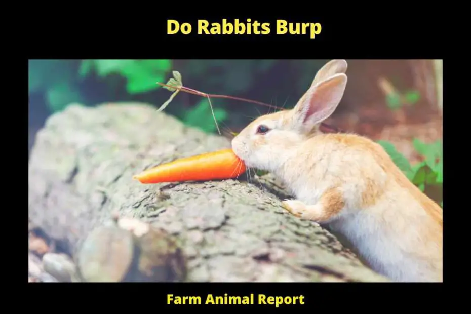 Do Rabbits Burp - There are many reasons why rabbits cannot burp. For one, they have a very different digestive system than we do. Unlike humans, who have a long, coiled intestine, rabbits have a shorter, straighter intestine. This difference is due to the fact that rabbits are mostly herbivores, and their intestines are better suited for breaking down plant matter. Additionally, rabbits have a cecum, a small sac located at the junction of the large and small intestine. The cecum contains bacteria that helps to break down plant fibers. Together, these anatomical differences make it difficult for rabbits to expel gas from their digestive system. Another reason why rabbits cannot burp is that they produce very little stomach acid. Stomach acid is necessary for breaking down food, but it also plays an important role in burping. When we eat, stomach acid is released into the esophagus. This acidic environment helps to break down food, but it also causes the muscles in the esophagus to contract, forcing air up and out of the mouth. However, because rabbits produce very little stomach acid, this process does not occur. As a result, they are unable to burp.