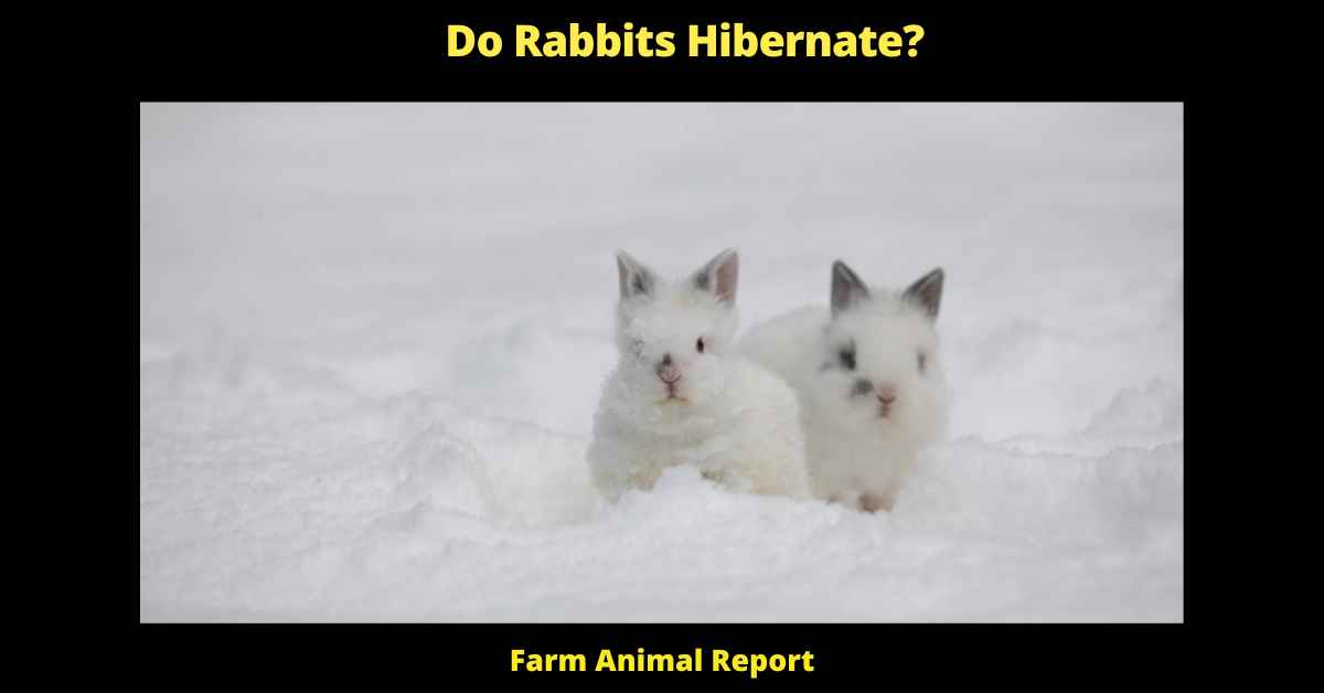 Do Rabbits Hibernate