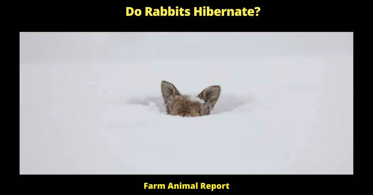Do Rabbits Hibernate
