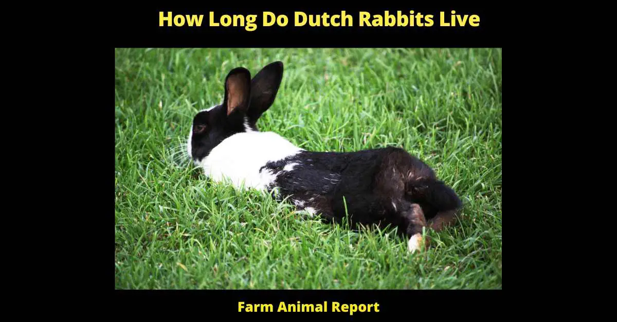 How Long Do Dutch Rabbits Live (