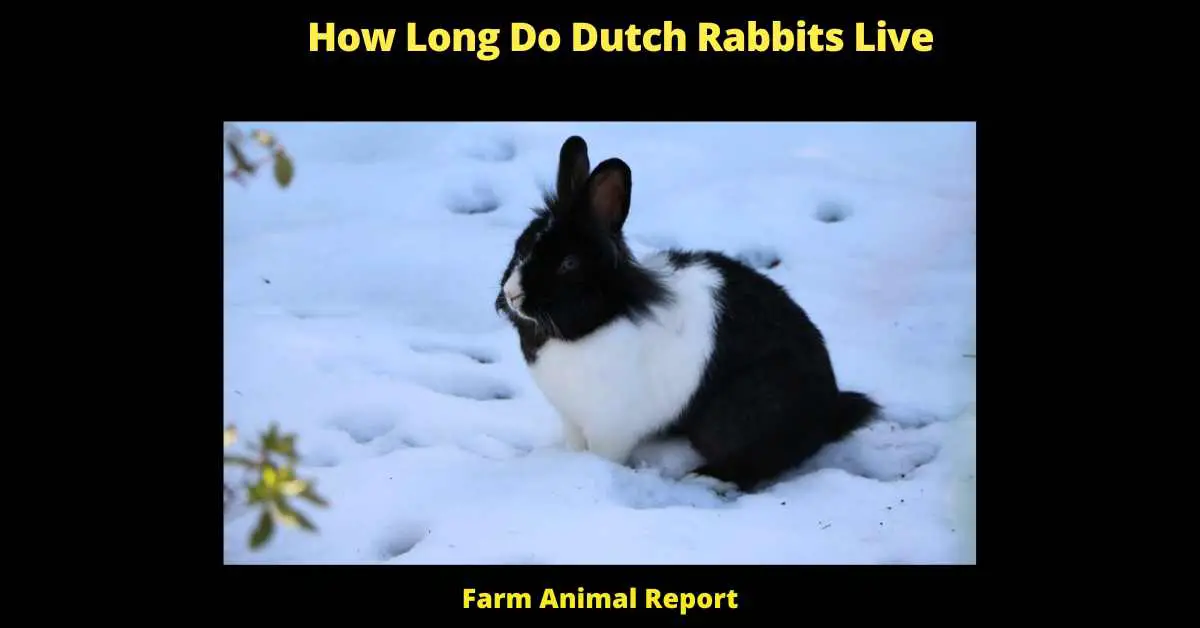 How Long Do Dutch Rabbits Live (