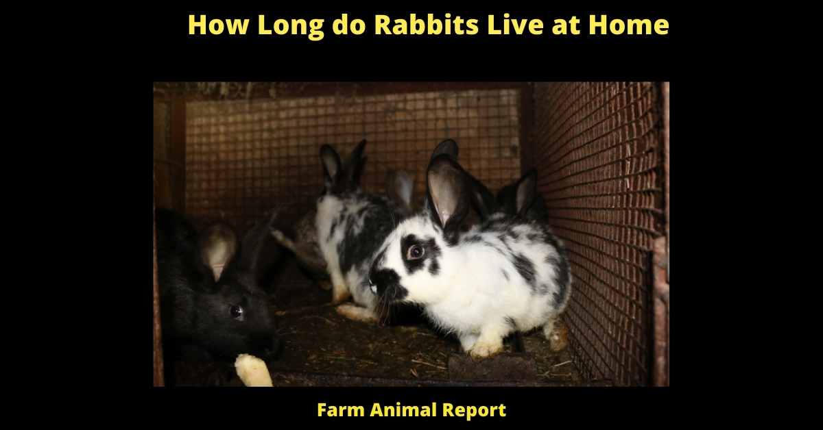 How Long do Rabbits Live at Home - 