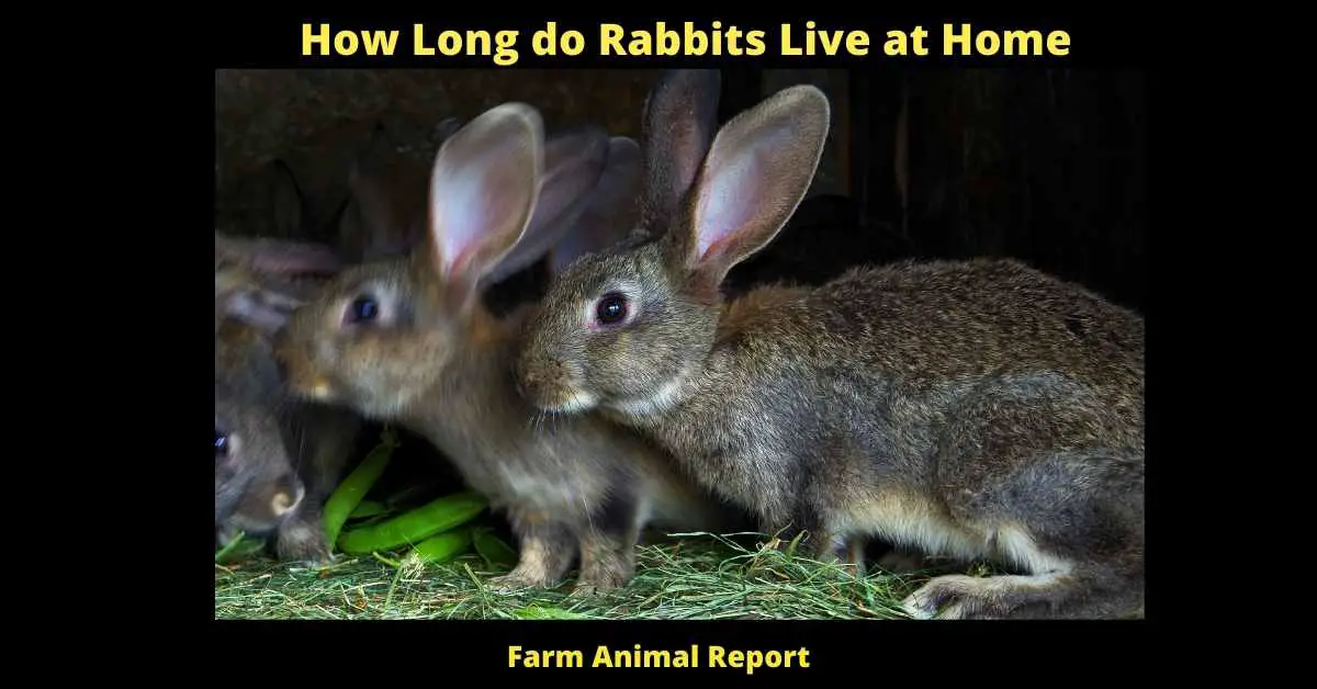 How Long do Rabbits Live at Home - 