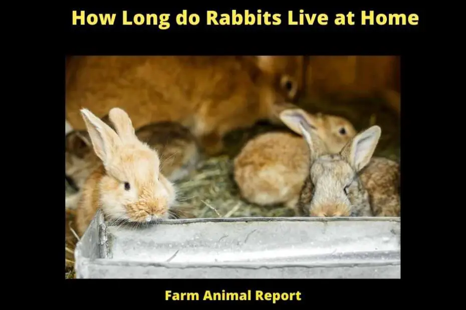 How Long do Rabbits Live at Home -