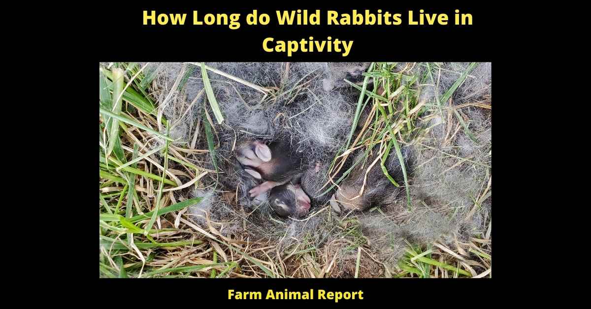 How Long do Wild Rabbits Live in Captivity - 