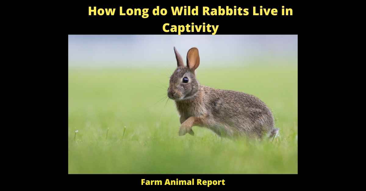 How Long do Wild Rabbits Live in Captivity - 
