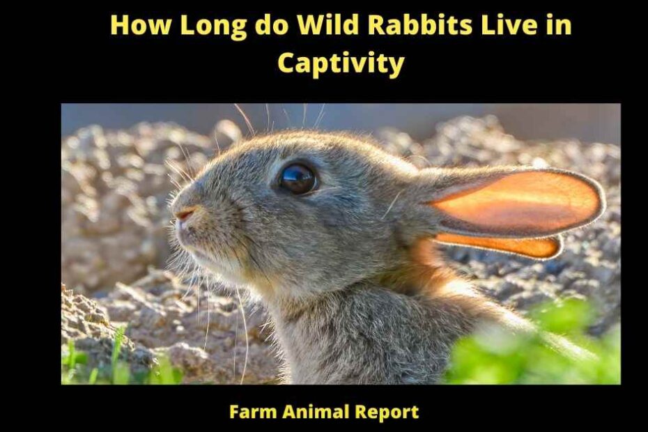 How Long do Wild Rabbits Live in Captivity -