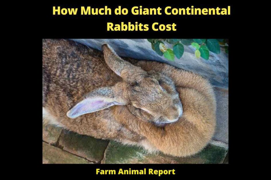 How Much do Giant Continental Rabbits Cost