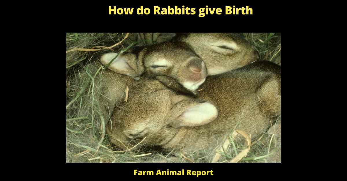 How do Rabbits give Birth - how long does it take for a rabbit to give birth
how to tell if a rabbit is about to give birth
how to tell if a rabbit is pregnant